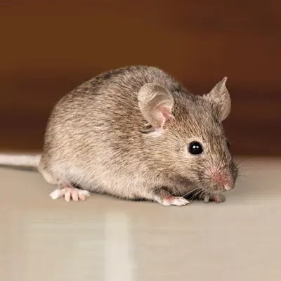 Exterminator near me for mice